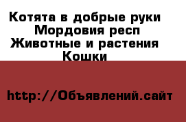 Котята в добрые руки - Мордовия респ. Животные и растения » Кошки   
